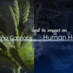 Medicinal Cannabis and its Impact on Human Health