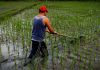 One Day in the Life of a Rice Farmer