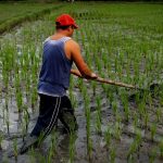 One Day in the Life of a Rice Farmer