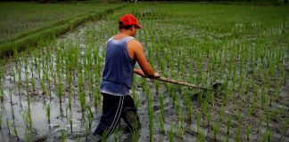One Day in the Life of a Rice Farmer