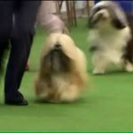 Dogs That Changed the World