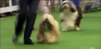 Dogs That Changed the World