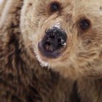 The World’s Saddest Dance