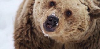 The World’s Saddest Dance