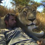 Lions: The New Endangered Species?