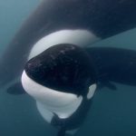 Orca Rescue