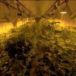 Cannabis Research Studies