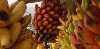 Banana Land: Blood, Bullets and Poison