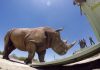 Rhinos Without Borders