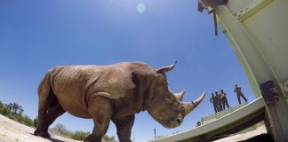 Rhinos Without Borders