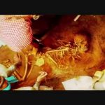 Riddle of the Sphinx