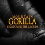 Mountain Gorilla