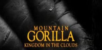 Mountain Gorilla