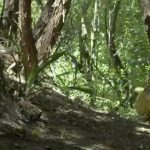 South Pacific: Strange Islands