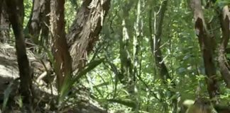 South Pacific: Strange Islands