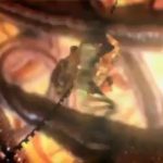 The Cell: Secret Immune System