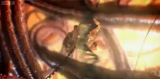 The Cell: Secret Immune System