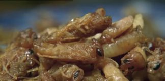 Natural World: Buddha Bees and the Giant Hornet Queen