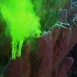 The Shape of Life Episode 1