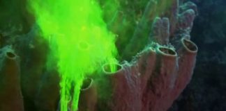 The Shape of Life Episode 1