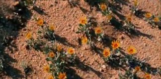 The Incredible Human Journey