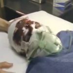 Mob Stories: The Big Guy (Frank Cotroni)