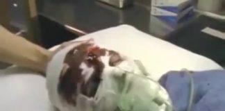 Mob Stories: The Big Guy (Frank Cotroni)