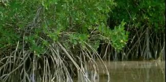 Walking with Beasts – Whale Killer