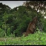 Walking with Beasts – Sabre Tooth