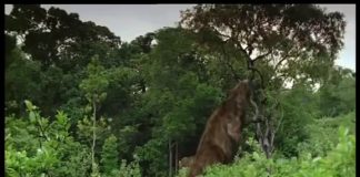 Walking with Beasts – Sabre Tooth