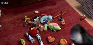 The Secret Life of the Dog