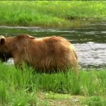 Fortress of the Bears