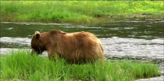 Fortress of the Bears