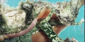 Life on Earth – Building Bodies