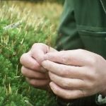 Life on Earth – The First Forests