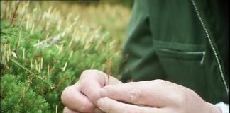 Life on Earth – The First Forests