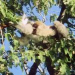 Life On Earth – Life in the Trees