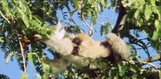 Life On Earth – Life in the Trees