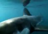 Great White Shark: A Living Legend