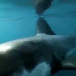 Great White Shark: A Living Legend