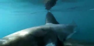 Great White Shark: A Living Legend