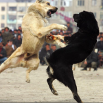 Dogfighting Undercover