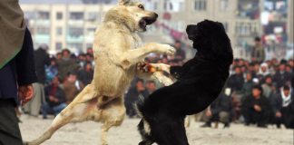 Dogfighting Undercover