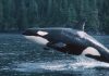 Ocean Wilds: Realm of the Killer Whales