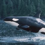 Ocean Wilds: Realm of the Killer Whales