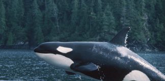 Ocean Wilds: Realm of the Killer Whales