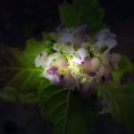 Planet Ant: Life Inside the Colony