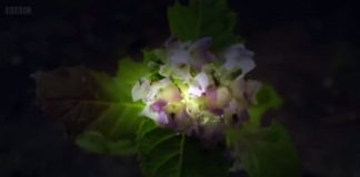 Planet Ant: Life Inside the Colony