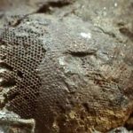Fossils: Putting Flesh On Bone