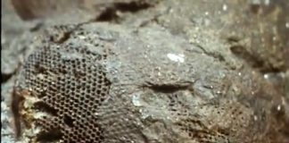 Fossils: Putting Flesh On Bone